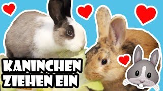 Kaninchen ziehen ein 🐰 Vom Tierheim ins neue Zuhause 💖 Adoption amp erster Tag 🐾 [upl. by Ibbob]