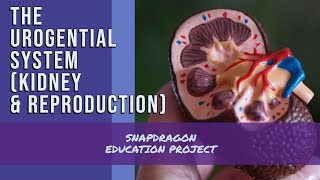 THE UROGENITAL SYSTEM [upl. by Yekim746]