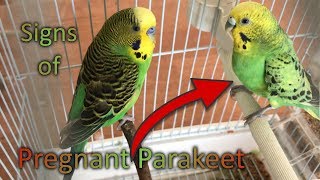 Signs of Pregnant Parakeet [upl. by Adlihtam]