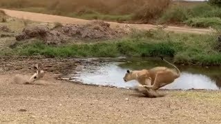 Lion fails to catch gazelle in epic safari footage [upl. by Rafter]