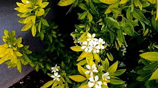 The Mexican Orange is in Full Bloom  Choisya ternata ‘Sundance’ [upl. by Sidwel634]