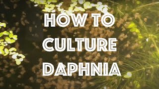 How To Culture Daphnia Magna [upl. by Niarfe291]