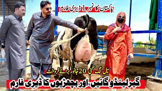 Subhan Dairy Farm  Girlando Cow  Girlando Heifer  Cow For Sale New Video  Pk Janwar Mandi [upl. by Early]