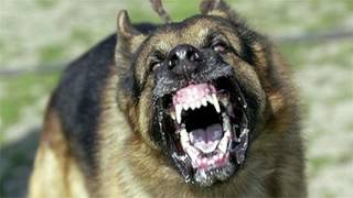 Large Dog Barking SFX Aggressive Loud Dogs 12 Hours High Quality Sound Effects of Canine Barks [upl. by Bandler]