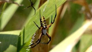 Argiope Aurantia the writing spidervideo amp photos [upl. by Oliver469]