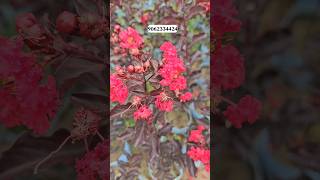 📌pride of india  lagerstroemia india flower  জারুল ফুল  flower plant [upl. by Rustie446]