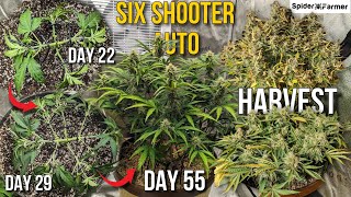 How I Grow E10 LST before Bloom Harvest Dry Cure  Six Shooter Auto Fastbuds Spiderfarmer SF4000 [upl. by Fradin]