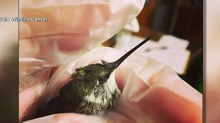 Hummingbirds make their migration back to Southwest Virginai [upl. by Lahey]