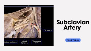 Anatomy of Subclavian Artery 👍🏻 [upl. by Lam]