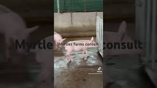 F1 of Duroc large white landrace ks11 and a few pure cross all in port harcourt [upl. by Akenihs542]