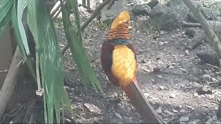 Pheasants GoldenPheasants SilverPhesantDont forget to subscribe my channel wildjojovlog [upl. by Mayce]