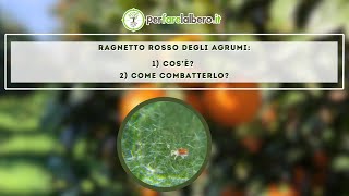 Come eliminare il ragnetto rosso degli agrumi [upl. by Olivette811]