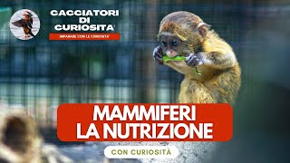 Vertebrati Mammiferi  La NUTRIZIONE per la scuola primaria [upl. by Aerdnek]