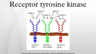 Receptor tyrosine kinase [upl. by Ecnesse598]