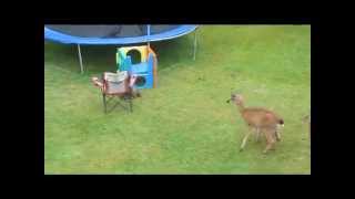 Otter Plays With Baby Deer [upl. by Alexa]