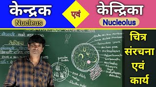 Nucleus केन्द्रक की संरचना एवं कार्य Nucleolus केन्द्रिका की संरचना एवं कार्य। [upl. by Hoffman706]