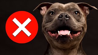 7 Reasons You Should NOT Get a Staffy SERIOUSLY [upl. by Eiuqram]