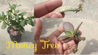 How To Grow Crasula OvataMoney Plant Jade Plant From Leaf And Cuttings [upl. by Dlawso]