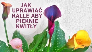 JAK UPRAWIAĆ KALLE  Spraw aby Twoje kalle zakwitły [upl. by Venn605]