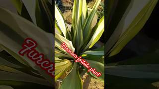 Furcraea foitida plant plants shortsvideo [upl. by Bethena237]