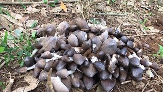 Picking Termite Mushrooms Mushroom Buds  Everyones Life Who Meet [upl. by Libbi]