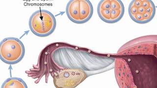 Chapter 29 Zygote Formation [upl. by Margarete]