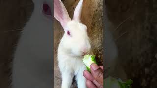 lutero ka lutera chehra Teracute rabbit cute eating 🐰💯🐇❤️😋😋😋 [upl. by Pia]