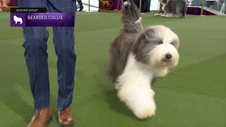 Bearded Collies  Breed Judging 2023 [upl. by Yarezed]