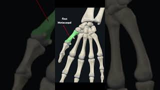 Bones of Wrist and Hand  Flashcard Anatomy [upl. by Esorbma]