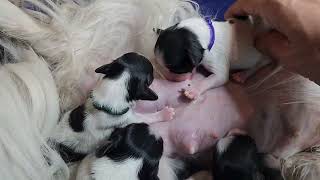 🍼Bon appétit les bébés  Les chiots phalènes 3 jours profitent du bon lait de maman RosahLeen ☺️ [upl. by Kokoruda]