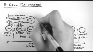 B Cells 3  Maturation [upl. by Basilio957]