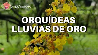 Orquídeas Lluvias de Oro  Oncidium Cyrtochilum Cohniella Tolumnia y Psychopsis [upl. by Klusek35]