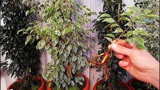 How to grow Ficus Benjamina from cutting branch very easy [upl. by Georglana]