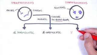 Microbiology  Streptococcus species [upl. by Tihw]