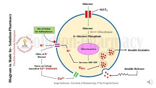 Sulfonylurease Mechanism of Action Animation  Anti Diabetics  Sulfonylurease  Diabetes Mellitus [upl. by Wasserman]