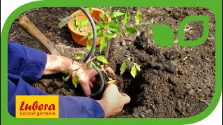 Tomaten pflanzen im Garten  Tipps und Tricks für den Anbau 🍅 [upl. by Map]