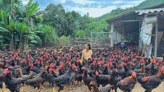 How to cure 3000 adult chickens chicken with asthmachicken Farm [upl. by Gluck164]