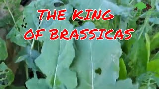 WHAT ARE THE VERY BEST BRASSICAS TO PLANT FOR DEER [upl. by Trout]