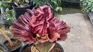 Amorphophallus paeoniifolius in Bloom [upl. by Nomolas]