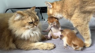 I was very moved Cat father and mother cat take care of kittens together 😊 cute animal videos [upl. by Mainis]