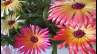 Ice plant Mesembryanthemum crystallinum [upl. by Koch]