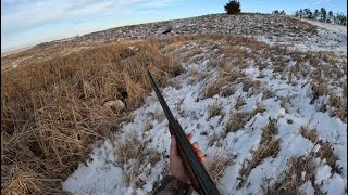 North Dakota Private Land Pheasant Hunt 2023 Limited Out in time to bring home supper [upl. by Knowles]