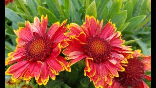 Best Perennials  Gaillardia Spintop Yellow Touch Blanket Flower [upl. by Jerrold]