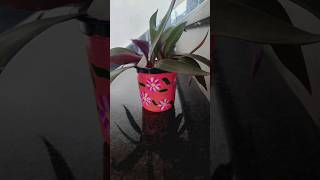 Transformed a curd container into a Beautiful planter shortsfeed diycrafts bestoutofwaste diy [upl. by Dona229]