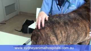 Sydney Animal Hospitals  Flea allergy dermatitis [upl. by Ydde]