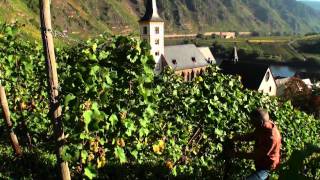 Mosel Tourismus Weinlese im Ferienland Cochem im September amp Oktober [upl. by Ahsel]