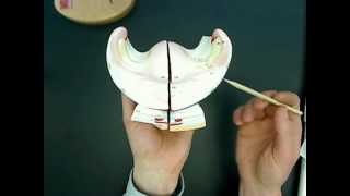 female reproductive anatomy model 02wmv [upl. by Llerrac512]