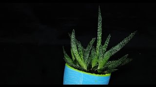 Gasteria carinata [upl. by Atikal]