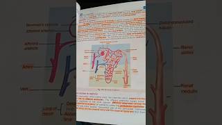 structure of nephron [upl. by Erehs]