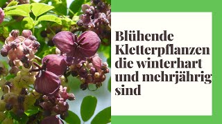 13 Blühende Kletterpflanzen die winterhart und mehrjährig sind [upl. by Ellivnarg]